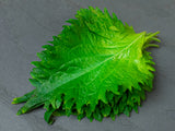 OHBA or SHISO- Japanese Perilla Leaves